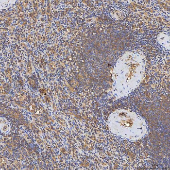 Syntenin 2/SDCBP2 Antibody