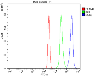 eNOS/NOS3 Antibody