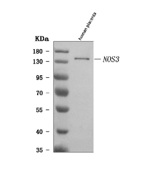 eNOS/NOS3 Antibody