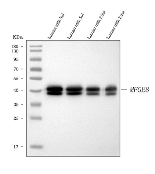 Milk Fat Globule 1/MFGE8 Rabbit Polyclonal Antibody