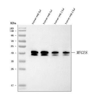 Milk Fat Globule 1/MFGE8 Rabbit Polyclonal Antibody