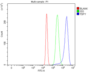 TSPY1/2/3/4 Rabbit Polyclonal Antibody