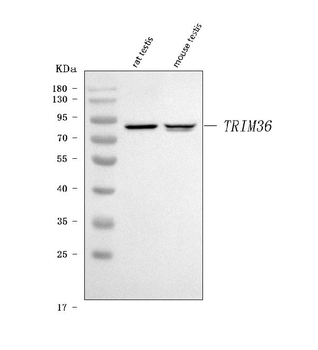 TRIM36 Rabbit Polyclonal Antibody