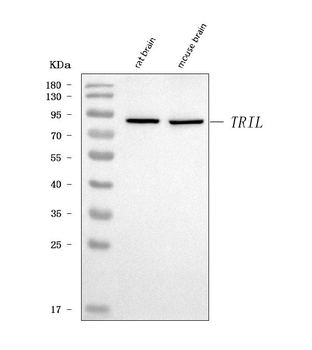 TRIL Rabbit Polyclonal Antibody
