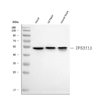 TP53I13 Antibody