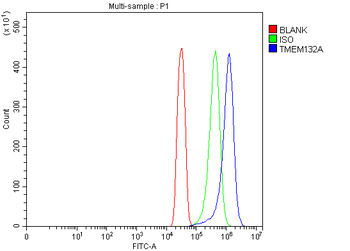 TMEM132A Antibody