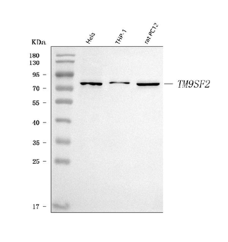 TM9SF2 Rabbit Polyclonal Antibody