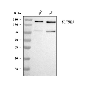 TGF beta Receptor III/TGFBR3 Antibody