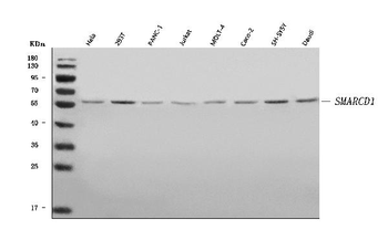SMARCD1 Rabbit Polyclonal Antibody
