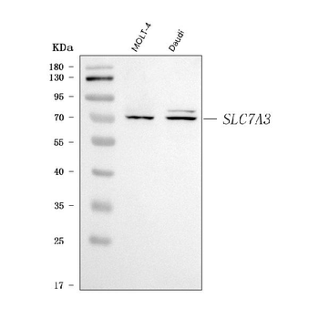 SLC7A3 Rabbit Polyclonal Antibody