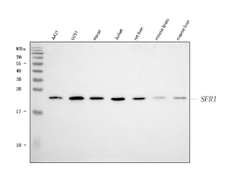 SFR1 Rabbit Polyclonal Antibody