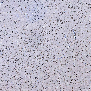 SFPQ Antibody