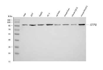 SFPQ Antibody