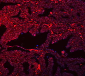 SFPQ Antibody