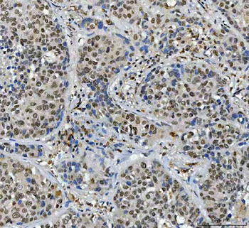 SFPQ Antibody