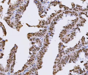SFPQ Antibody
