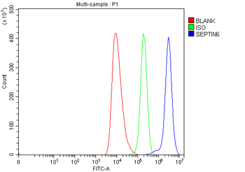 SEPT6/SEPTIN6 Antibody