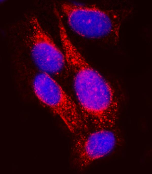 SEL1L Rabbit Polyclonal Antibody