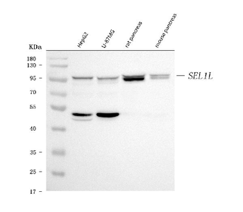SEL1L Rabbit Polyclonal Antibody