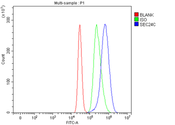 SEC24C Rabbit Polyclonal Antibody