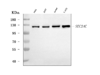 SEC24C Rabbit Polyclonal Antibody