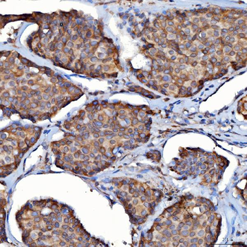 SDF2L1 Antibody