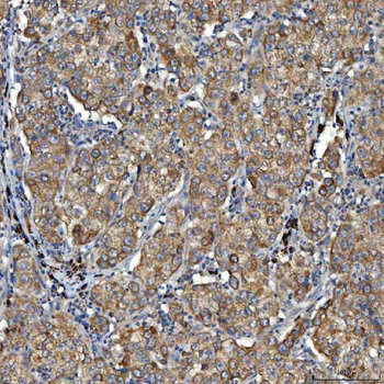 SDF2L1 Antibody