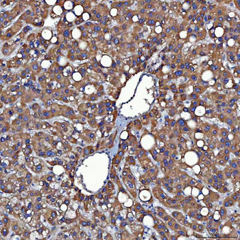 SDF2L1 Antibody