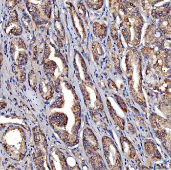 SDF2L1 Antibody