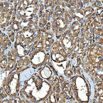 SDF2L1 Antibody