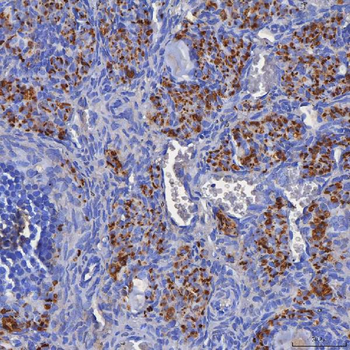 SDF2L1 Antibody