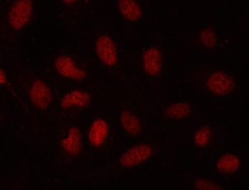 SDE2 Antibody