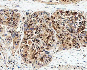 SDE2 Antibody