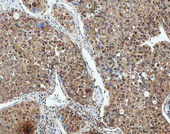 SDE2 Antibody