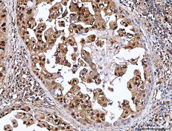 SDE2 Antibody