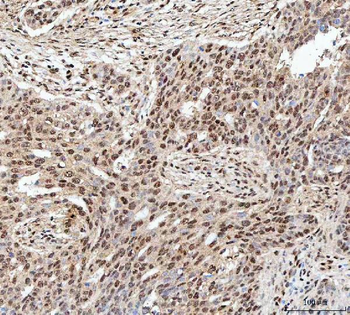 SDE2 Antibody