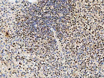 SDE2 Antibody