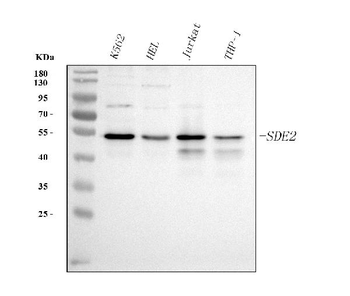 SDE2 Antibody