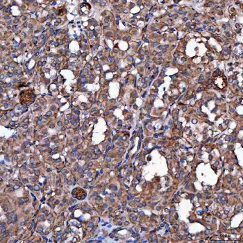 SCO1 Antibody