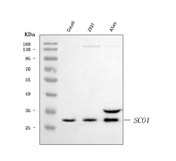 SCO1 Antibody