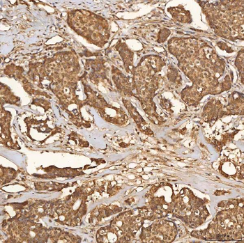 SCO1 Antibody
