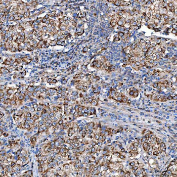 SCO1 Antibody