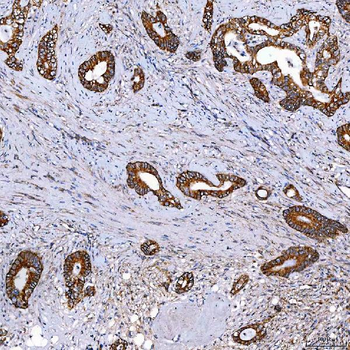 SCO1 Antibody