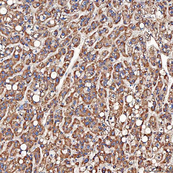 SCO1 Antibody