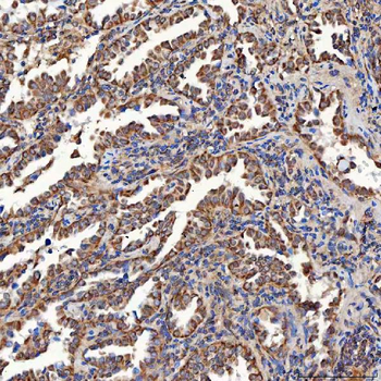 SCO1 Antibody