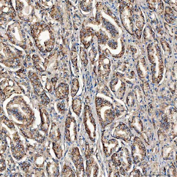 SCO1 Antibody