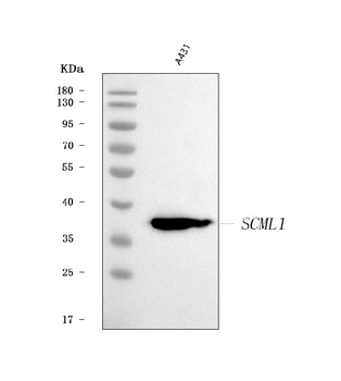SCML1 Antibody