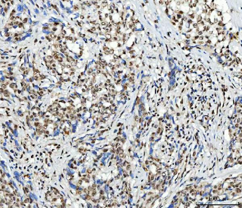 SCML1 Antibody