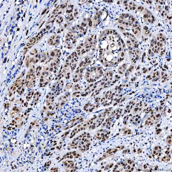 SCML1 Antibody