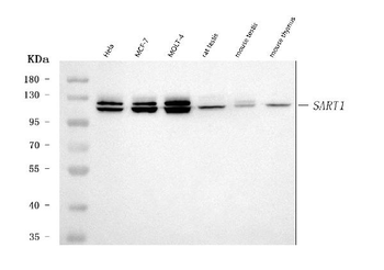 SART1 Rabbit Polyclonal Antibody